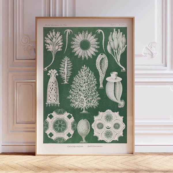 Cartel de Ernst Haeckel, Calcispongiae, Impresión de Ernst Haeckel, Cartel de exposición vintage, Decoración del hogar, Ilustración biológica, Regalo, A2/A3/A4/A5