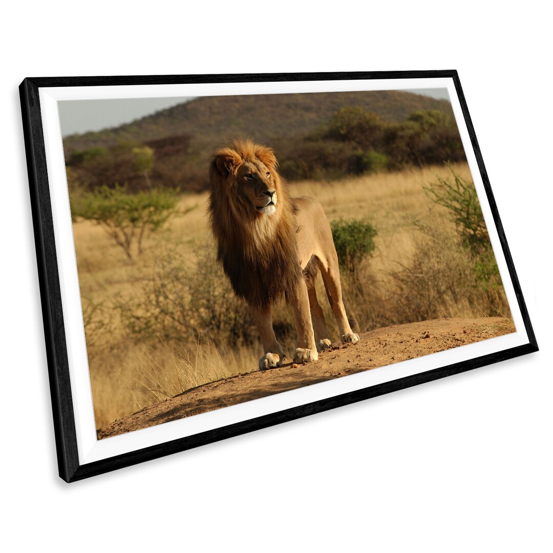 Lion Wildlife Animal Wall Art Photo Print Etsy