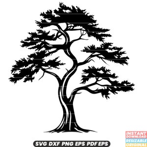 Cedro Albero Sempreverde Conifera Aromatico Legname Foresta Natura Bosco SVG DXF PNG File di Taglio Download Istantaneo Digitale