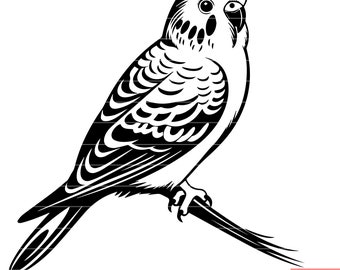 Budgerigar Bird Parakeet Pet Aviary Colorful Feather Australia Melopsittacus Undulatus Cage SVG DXF PNG Cut File Digital Instant Download