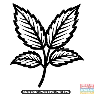Menta SVG Erba Foglia Pianta Aromatico Sapore culinario Ingrediente fresco Giardino DXF PNG File di taglio n. 4