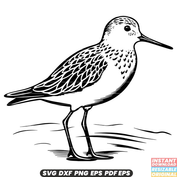 Sandpiper Bird Shoreline Wader Plumage Coastal Habitat Migratory Species SVG DXF PNG Cut File Digital Instant Download