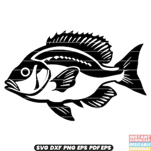 Snapper Fish Marine Seafood Red Snapper Saltwater Catch Fishing ...