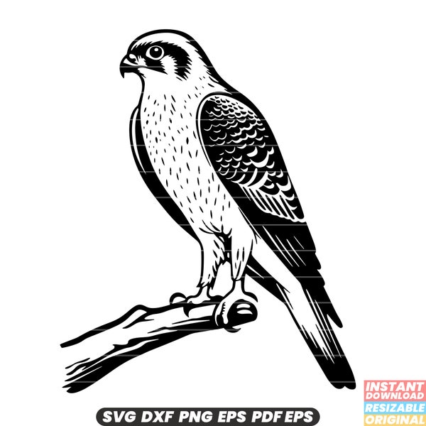 Sperwer Vogel Wildlife Raptor Roofdier Falcon Bos Jacht Agile Veren Verenkleed Ornithologie Natuur SVG DXF PNG Cut File