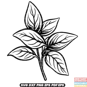 Basilico Erba aromatica Pianta da cucina Ingrediente culinario Foglia verde SVG DXF PNG File di taglio Download digitale istantaneo