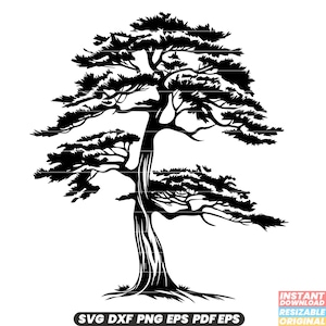 Ceder groenblijvende naaldhout aromatisch hout bos natuur bos SVG DXF PNG-bestand knippen digitale Instant Download