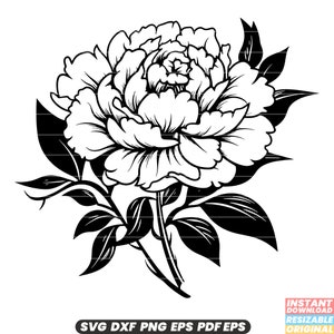 Pfingstrose Blume Blüte Blütenblatt Botanischer Garten Floral Pflanze Elegante Schönheit duftender Frühlingsstrauß Hochzeit SVG DXF PNG Datei