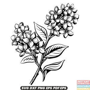 Fragancia de flor de lila, aroma de primavera, arbusto, jardín, botánico, lavanda púrpura, flor blanca, aroma ornamental, SVG, DXF, PNG, archivo de corte