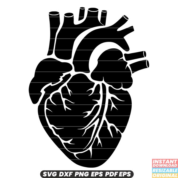 Corazón anatómico SVG - Ilustración médica, Diagrama del corazón humano, Gráfico de anatomía, Cardiología DXF PNG Cut File