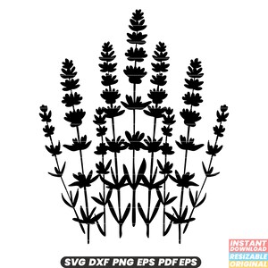 Lavanda SVG Illustrazione floreale Lavanda Clipart Grafica botanica Fiore profumato Design Erba aromatica Arte DXF PNG File di taglio
