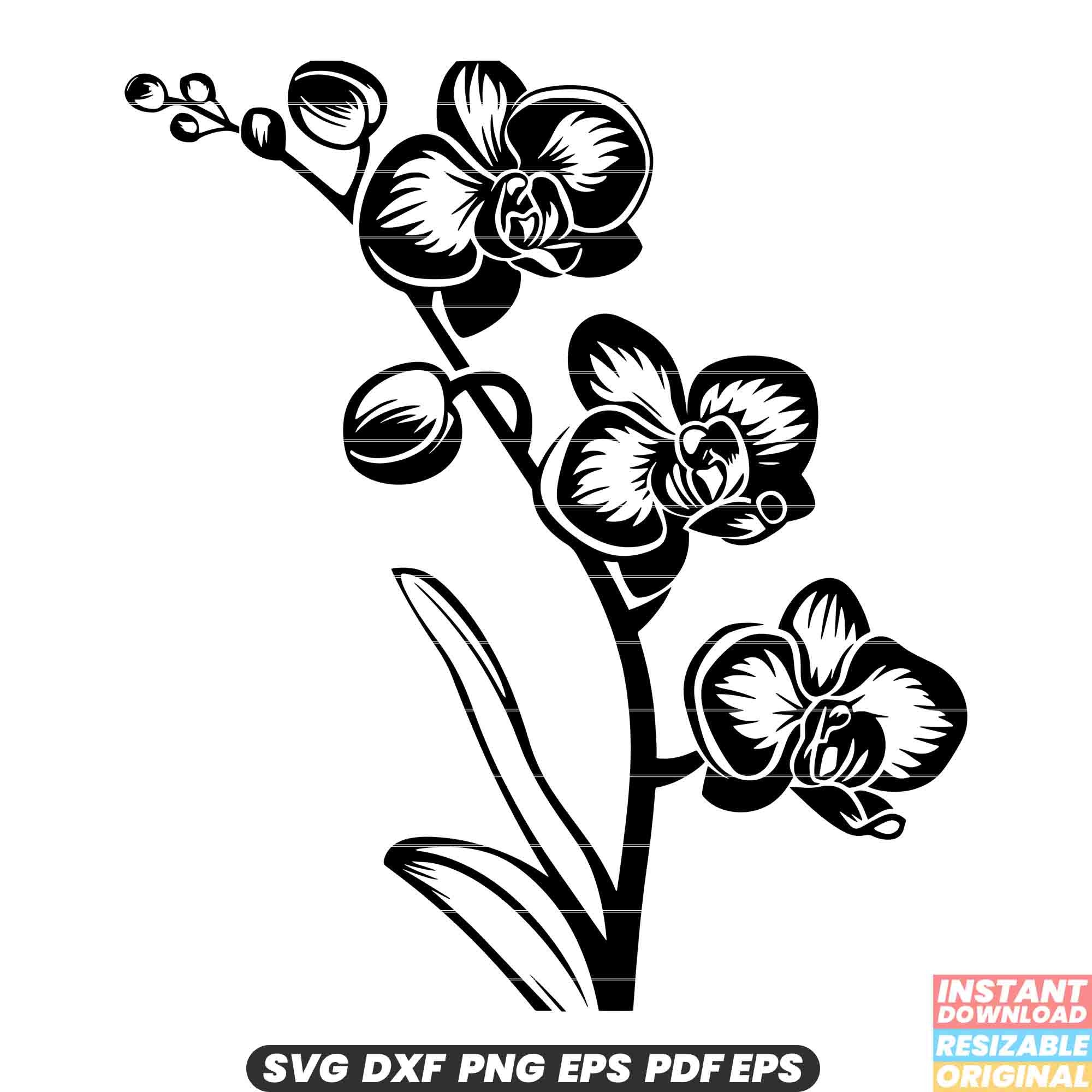 Orchid SVG Blooming Flower Floral Botanical Nature Garden Beauty