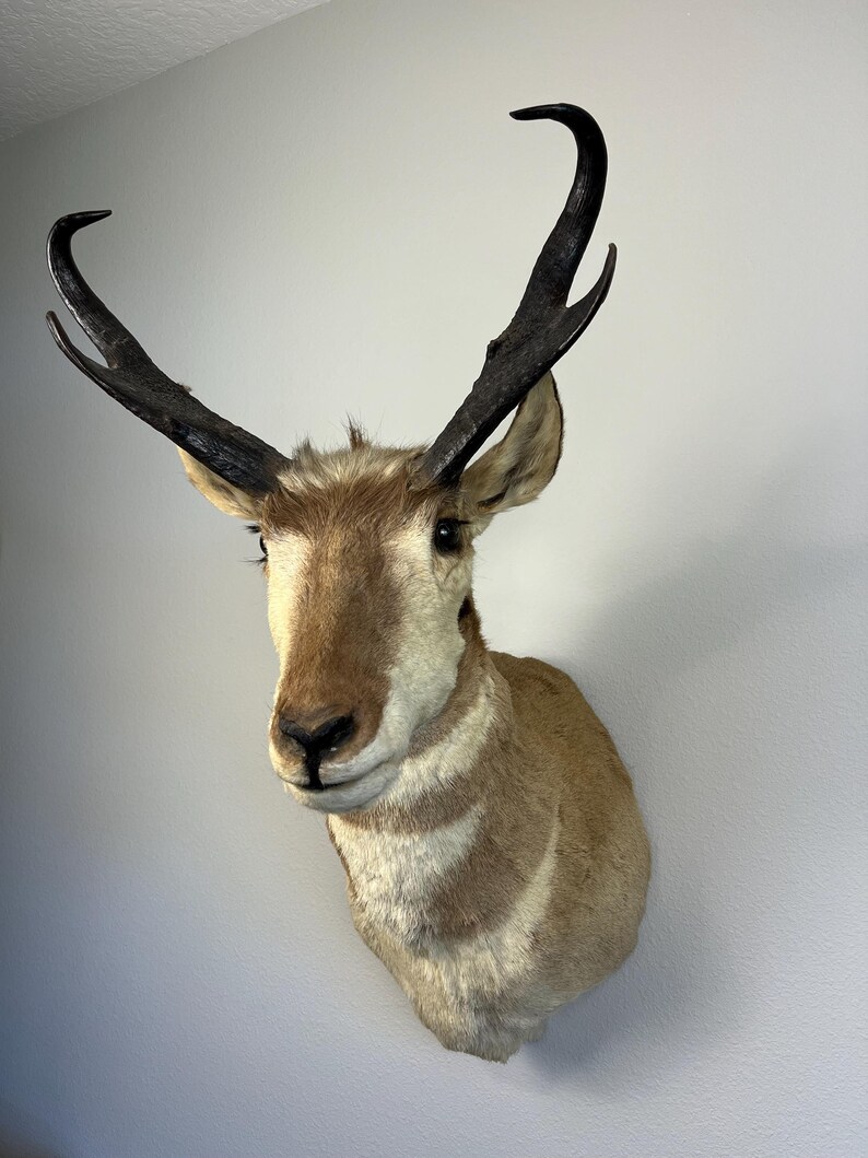 Taxidermy Pronghorn Antelope Head and Shoulder Trophy Mount! Cabin and