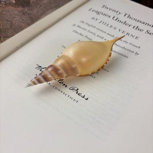 May include: A brown and white seashell with a pointed tip, resting on a book titled "Twenty Thousand Leagues Under the Sea" by Jules Verne. The book is open to a page with the text "The English version made from the French by Mercier Lewis, with a Introduction by Fletcher Pratt Illustrations".