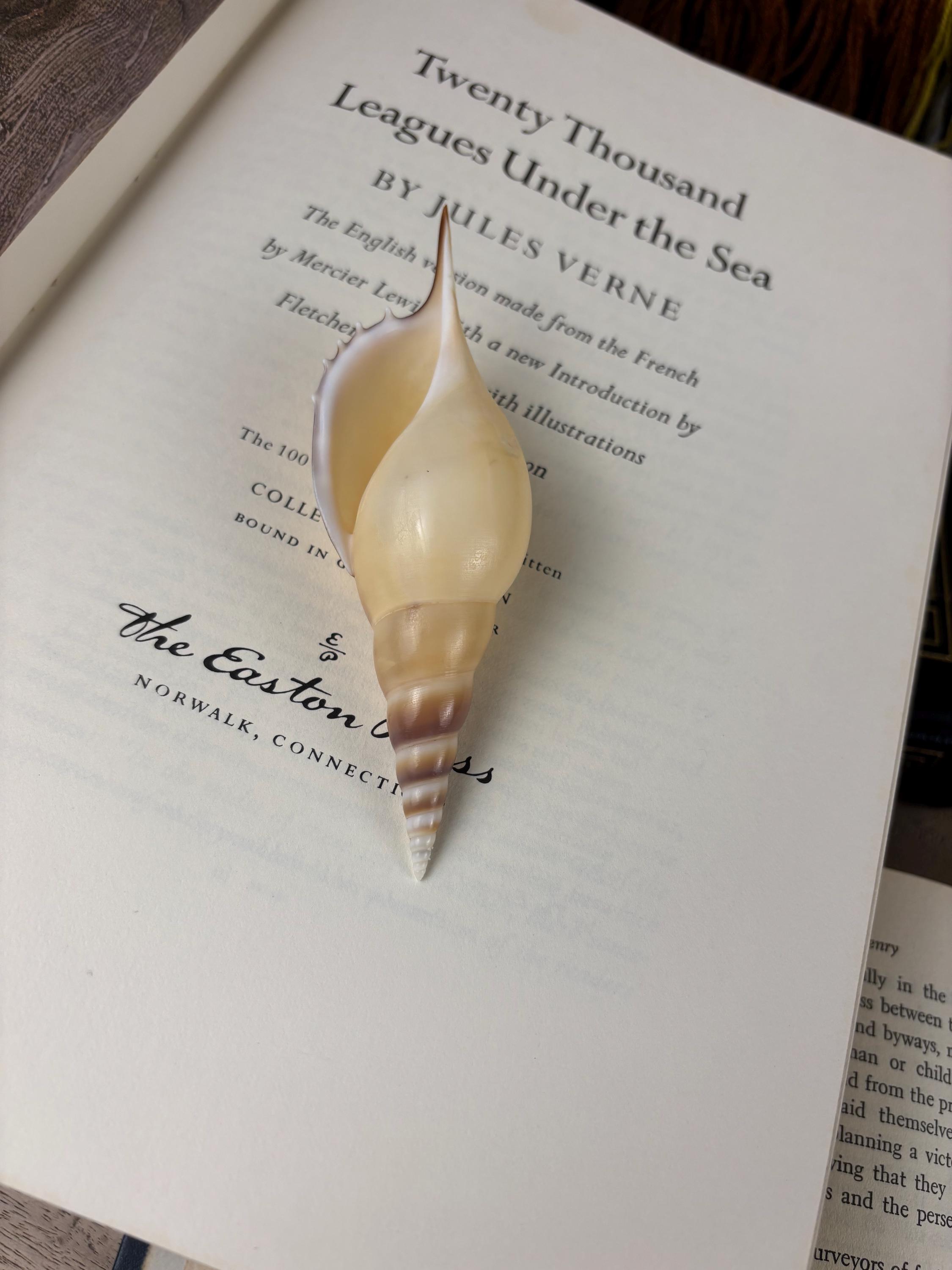 Whole Tibia Rostellariella Martinii Seashell, Rare, Natural, Display ...