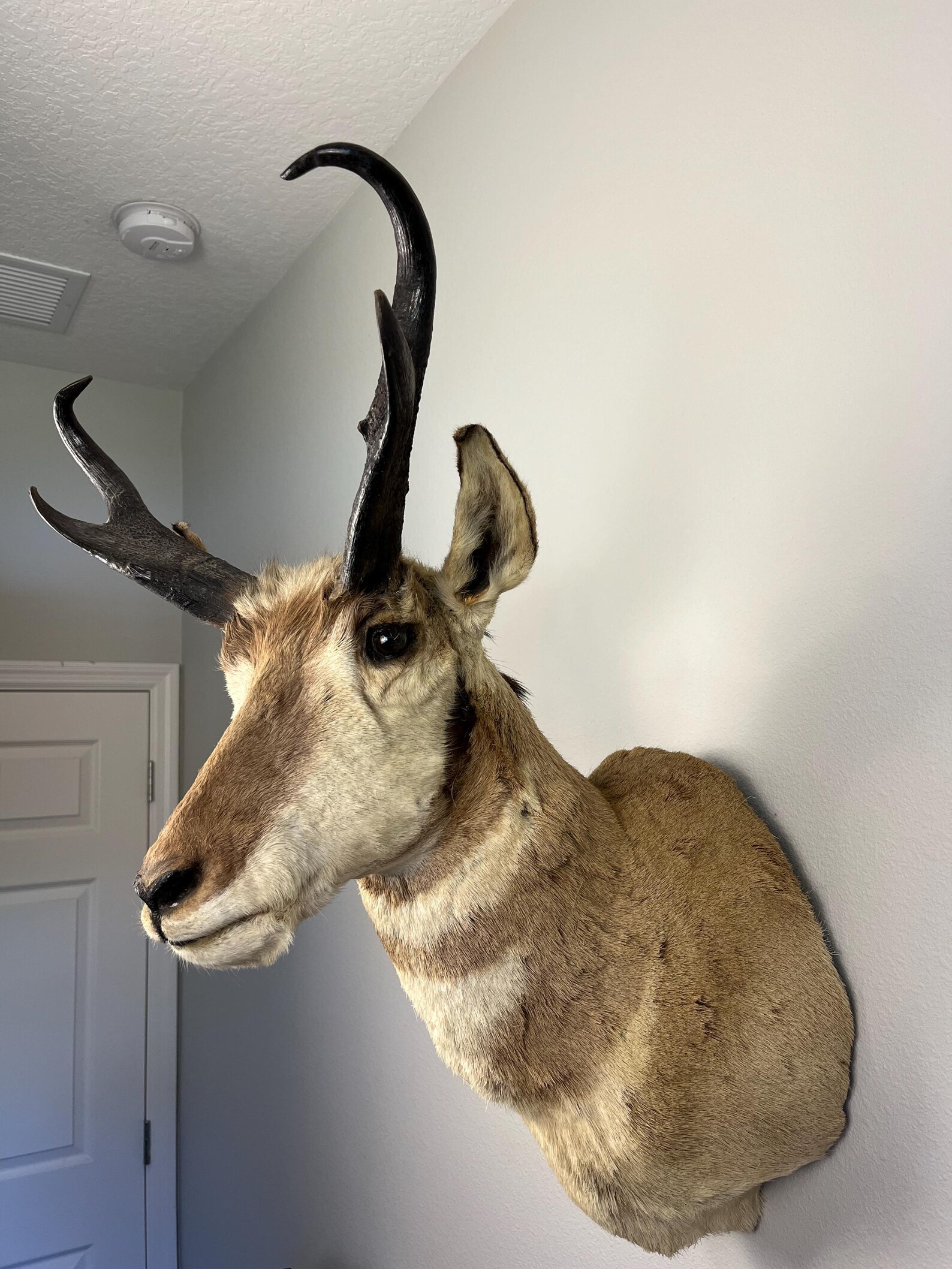 Taxidermy Pronghorn Antelope Head and Shoulder Trophy Mount! Cabin and