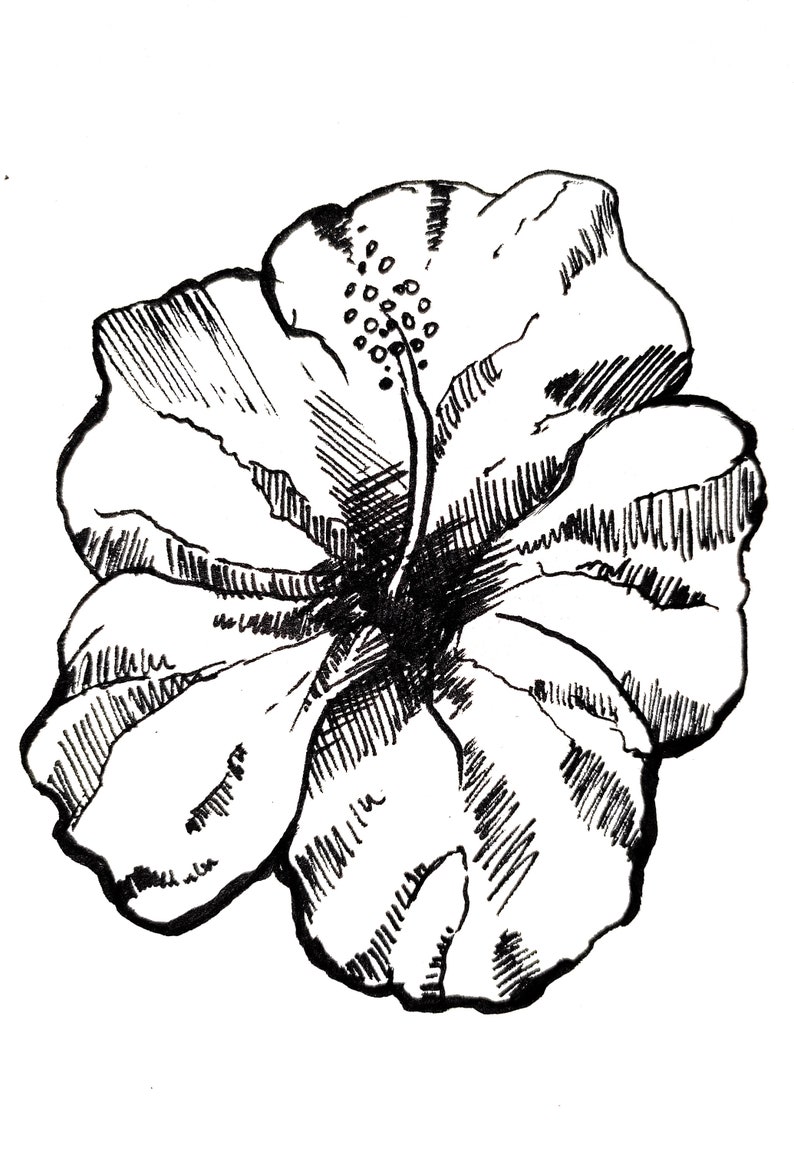 Hibiscus Flower Drawing, Marker Pen, Handmade Art, Sketch Drawing ...