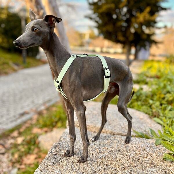 Arnés a medida verde menta, impermeable de pvc para perros pequeños