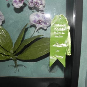 Può includere: Un'esposizione incorniciata con un'orchidea bianca a macchie viola e foglie verdi, accompagnata da un nastro verde con nappa. Il nastro riporta la scritta BOTANY SOCIETY FLOWER SHOW e include una dicitura manoscritta nella parte inferiore.
