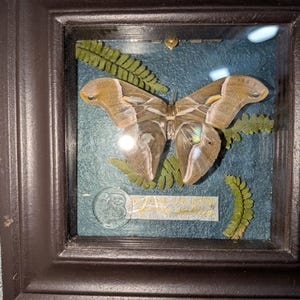 May include: A framed display featuring a large brown moth with tan wing markings, positioned over green fern leaves against a dark blue textured background. A circular wax seal with the letter B and a small rectangular label with text are included.