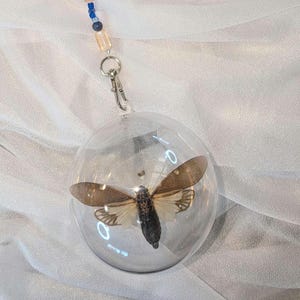 May include: A clear, spherical glass ornament containing a preserved cicada with brown, translucent wings and a dark body. The ornament is attached to a silver-toned metal clasp and a string of small blue and clear beads for hanging purposes.