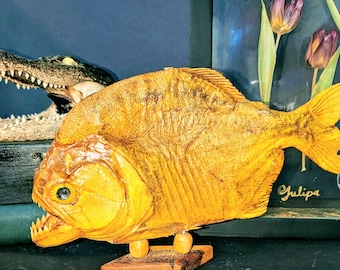 10-Inch Taxidermy Piranha Fish, Genuine Preserved Specimen on Rustic Wooden Stand