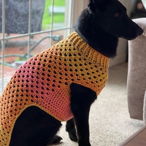 May include: A black dog wearing a crocheted dog sweater with a gradient of pink, orange, and yellow.