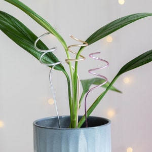 May include: Three metal plant supports in a pot with a green plant. The supports are silver, gold, and pink and are shaped like a spiral.