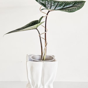 May include: A green leafy plant with variegated leaves growing in a white ceramic pot shaped like a crumpled paper bag. A gold wire plant support is attached to the plant.