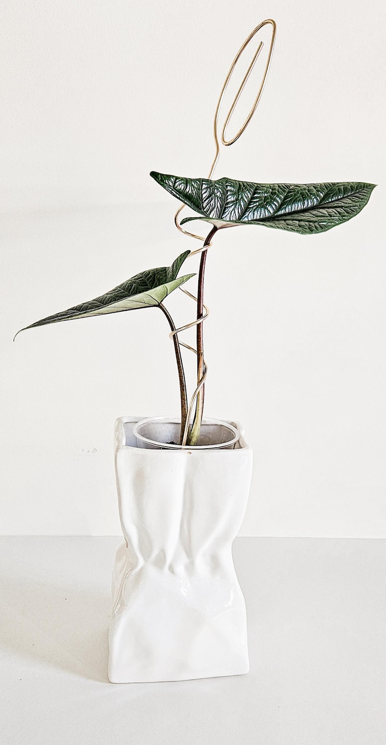 May include: A green leafy plant with variegated leaves growing in a white ceramic pot shaped like a crumpled paper bag. A gold wire plant support is attached to the plant.