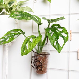Puede incluir: Una planta de Monstera Adansonii en maceta con hojas verdes brillantes y perforadas. La planta está en una taza de plástico transparente llena de tierra y sujeta por un soporte decorativo de metal marrón oscuro. La planta está montada en una rejilla blanca.
