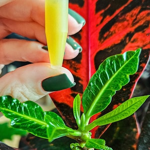 Hormonal cloning of plants. Cytokinin KEIKI Paste.