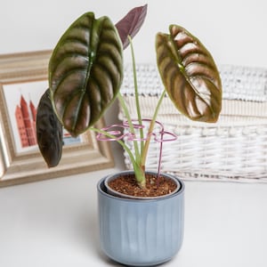 Könnte beinhalten: Eine Zimmerpflanze mit dunkelgrünen Blättern in einem blauen Topf. Die Pflanze wird von einem rosafarbenen Draht-Pflanzenständer gestützt.