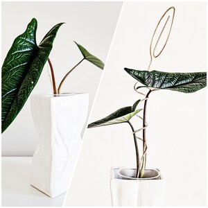 May include: A houseplant with large, dark green leaves in a white ceramic pot. The plant is supported by a gold wire trellis.