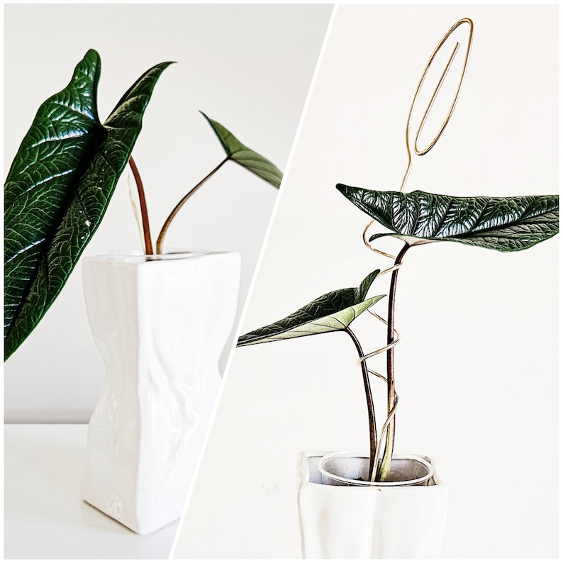 May include: A houseplant with large, dark green leaves in a white ceramic pot. The plant is supported by a gold wire trellis.