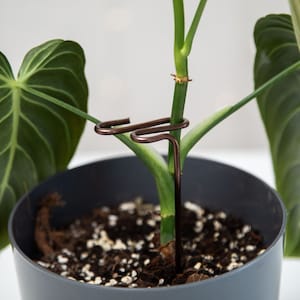 Può includere: Un tutore per piante in metallo marrone con una parte superiore curva per aiutare a sostenere una pianta. Il tutore è inserito nel terreno di una pianta in vaso.