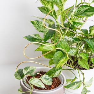 Plant stake, plant support,  indoor plant accessories, plant trellis, decorative support stakes