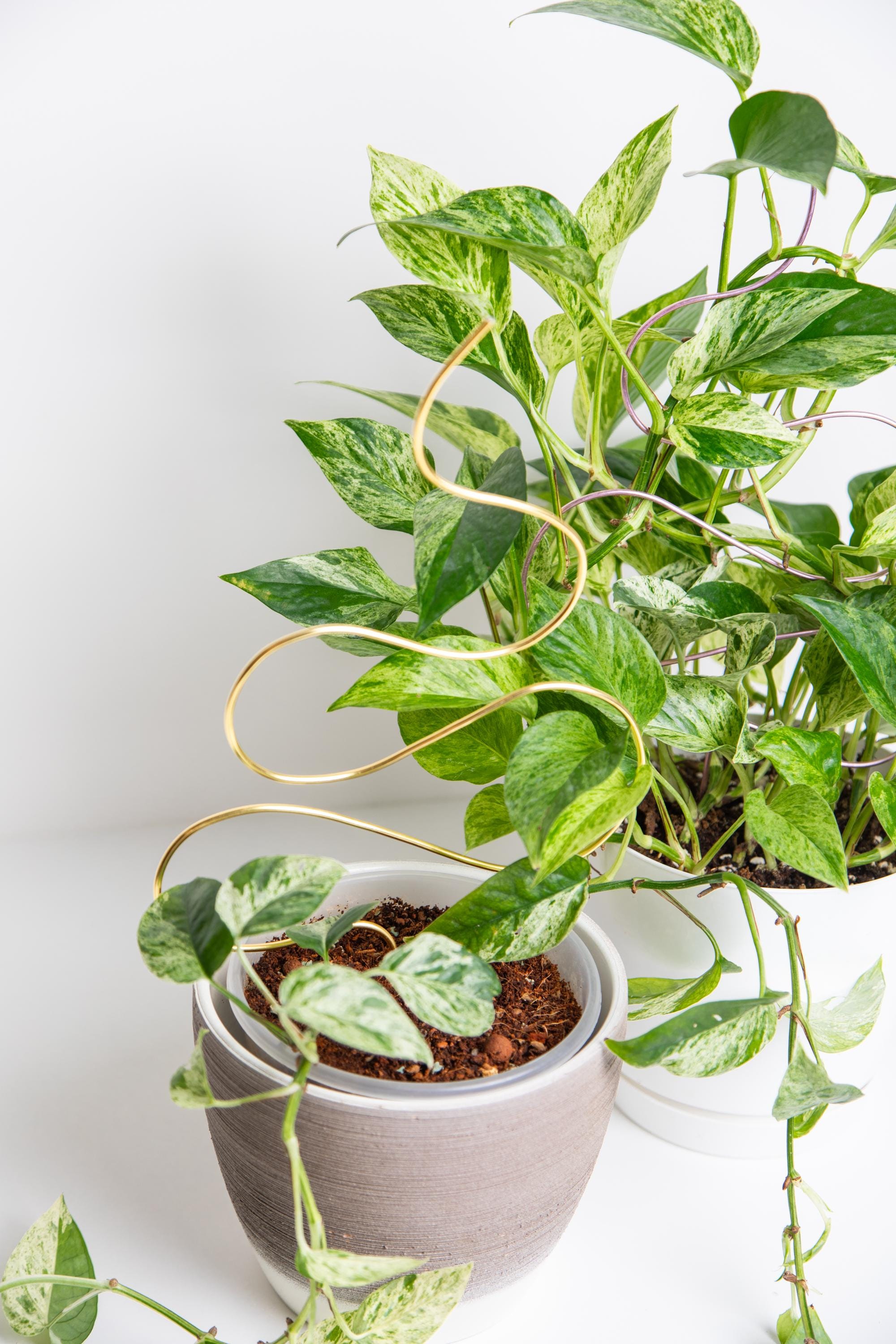 Supporto Per Piante In Metallo, Supporto Per Pantaloni A 2 Livelli Per - Foto 5