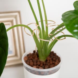 Könnte beinhalten: Ein goldfarbener Pflanzenständer aus Metall mit geschwungenem Design wird verwendet, um einer Zimmerpflanze zu helfen, aufrecht zu wachsen. Die Pflanze steht in einem weißen Topf mit braunem Drainagemmaterial.