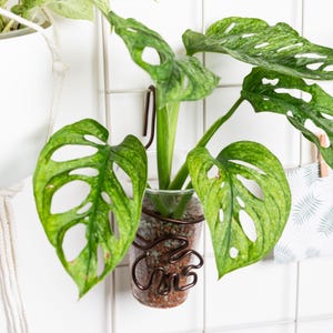 May include: A potted Monstera Adansonii plant with vibrant green leaves and unique hole patterns. The plant is in a clear glass pot, held by a decorative brown metal holder, against a white tiled wall. The plant is a popular houseplant.