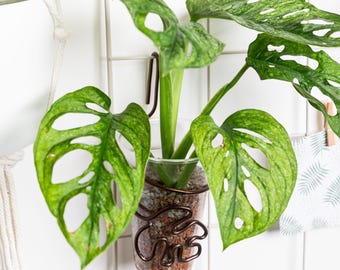 Podstawka pod doniczkę Monstera, 400 ml
