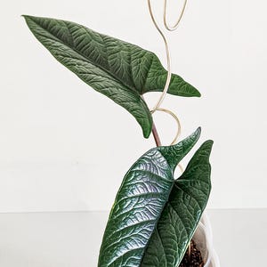 May include: A houseplant with dark green leaves growing in a white ceramic pot. The plant is supported by a gold metal wire trellis.