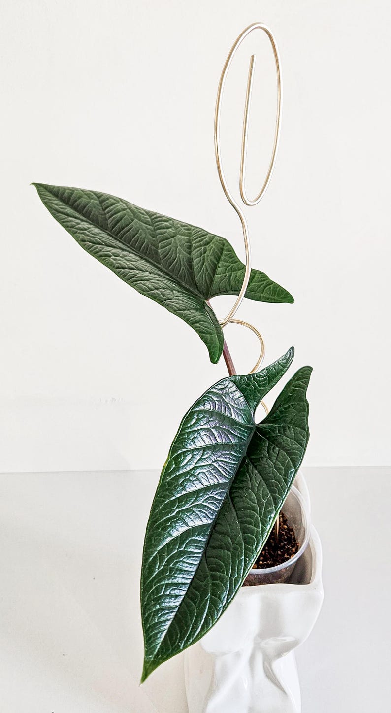 May include: A houseplant with dark green leaves growing in a white ceramic pot. The plant is supported by a gold metal wire trellis.