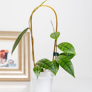 Puede incluir: Una planta de interior verde con hojas variegadas que crece en un enrejado de metal dorado en una maceta de cerámica blanca.