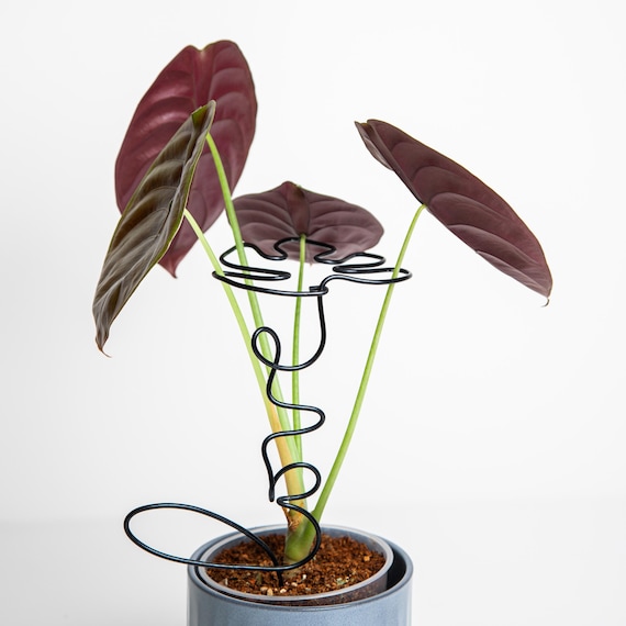 philodendron pink lady Philodendron 'Pink Princess' – Foliage Factory main image 0