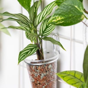 Könnte beinhalten: Eine Zimmerpflanze mit grün-weiß gestreiften Blättern wächst in einem durchsichtigen Plastiktopf. Der Topf hängt an einer weißen Wand mit einem Metallhaken.