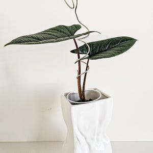 May include: A houseplant with large, dark green leaves growing in a white ceramic pot. The plant is supported by a gold wire that is shaped into a spiral.