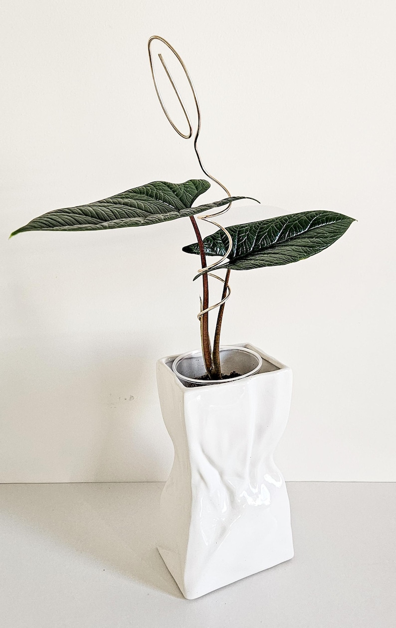 May include: A houseplant with large, dark green leaves growing in a white ceramic pot. The plant is supported by a gold wire that is shaped into a spiral.