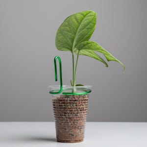 May include: A green plant with large leaves growing in a clear plastic cup with brown gravel. A green paperclip is holding the plant in place.