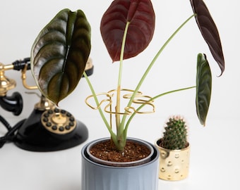 Golden Monstera Leaf Plant Support