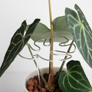 Pode incluir: Uma planta de interior com folhas verde-escuras crescendo em um vaso branco. A planta é sustentada por uma estrutura de arame prateado.